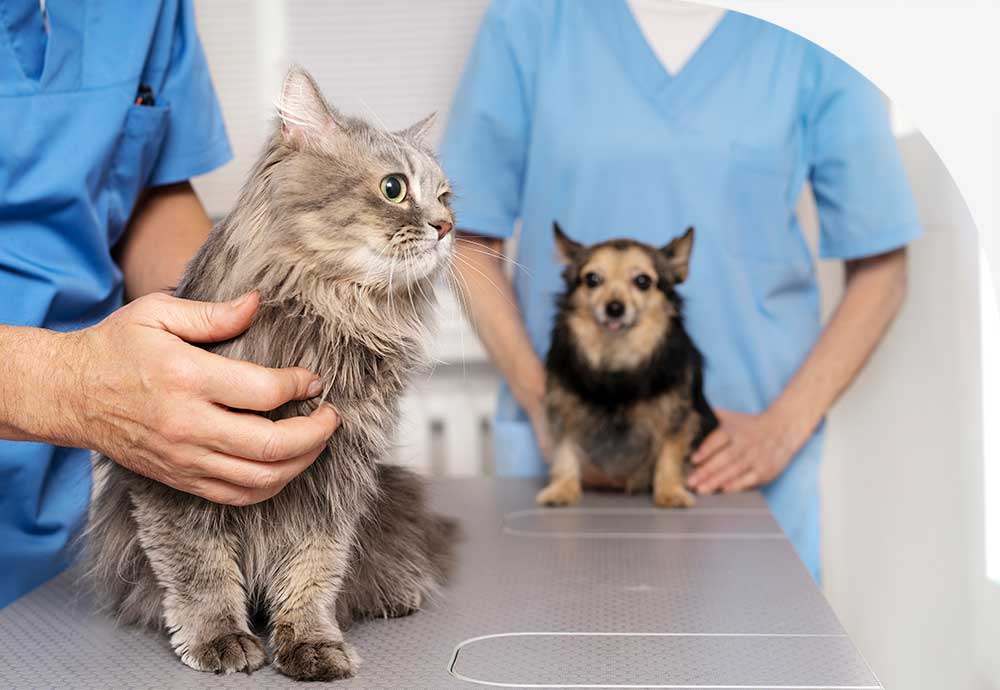 https://www.essedi.es/wp-content/uploads/2023/11/desarrollo-software-para-clinicas-veterinarias-essedi.jpg